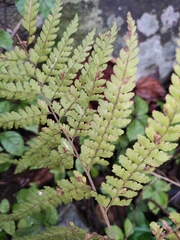 Microlepia strigosa