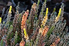 Calluna