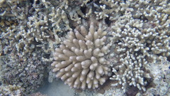 Acropora humilis