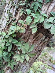 Tetrastigma obtectum