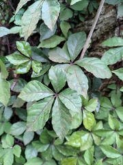 Tetrastigma obtectum