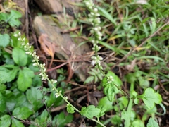 Artemisia lactiflora