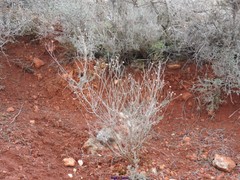 Mantisalca salmantica