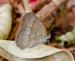 Yphthimoides ordinaria