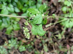 Artemisia lactiflora