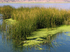 Schoenoplectus californicus