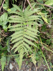 Christella acuminata
