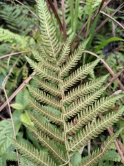 Christella acuminata