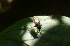 Idiella