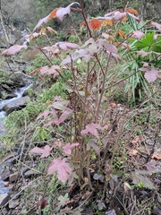 Liquidambar formosana
