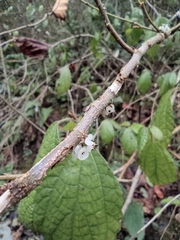 Oreocnide frutescens