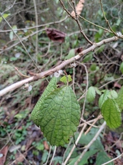 Oreocnide frutescens