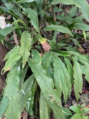 Alpinia japonica