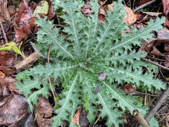 Cirsium japonicum