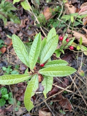 Ardisia lindleyana