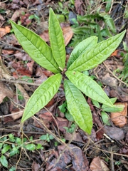 Ardisia lindleyana