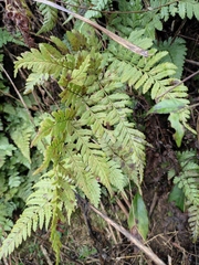 Dryopteris sparsa