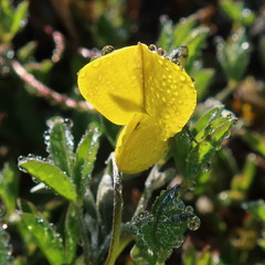 Crotalaria excisa