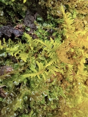 Thuidium cymbifolium