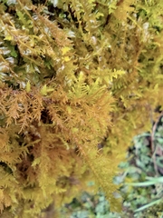 Thuidium cymbifolium