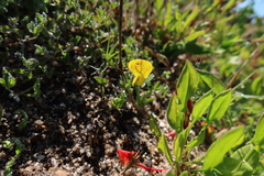 Crotalaria excisa