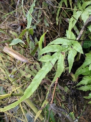Pteris multifida