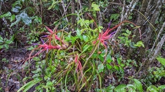 Tillandsia bulbosa