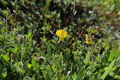 Crotalaria excisa