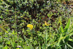 Crotalaria excisa