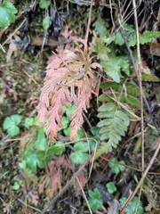 Selaginella moellendorffii