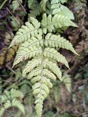 Dryopteris sparsa