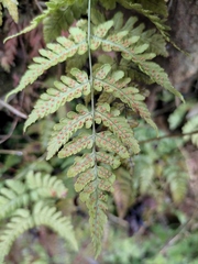 Dryopteris sparsa