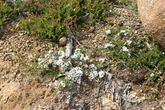Leptospermum rupestre