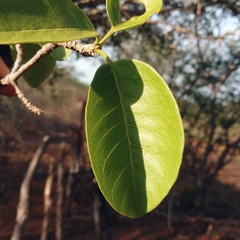 Aspidosperma pyrifolium