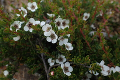 Leptospermum rupestre