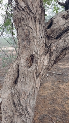 Aspidosperma pyrifolium