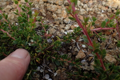 Leptospermum rupestre