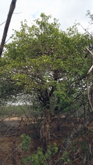 Aspidosperma pyrifolium
