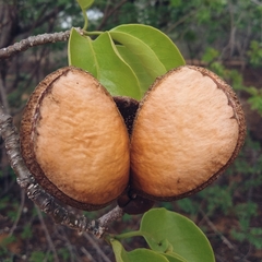 Aspidosperma pyrifolium