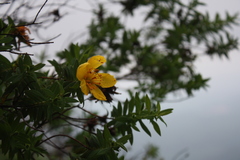 Hypericum revolutum revolutum