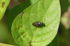 Idiella