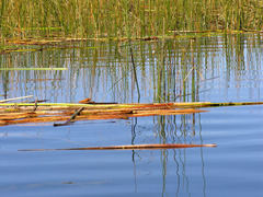 Schoenoplectus californicus