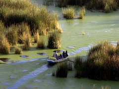 Schoenoplectus californicus