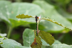 Palaeosynthemis nigrostigma
