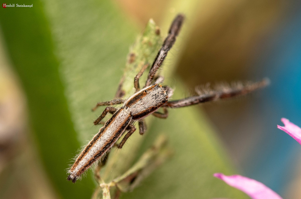 Grass Jumping Spiders