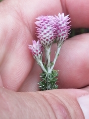 Lachnospermum umbellatum