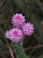 Lachnospermum umbellatum