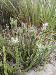 Lachnospermum umbellatum