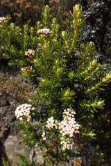 Ozothamnus ledifolius
