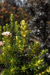 Ozothamnus ledifolius